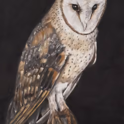 Observant Owl 