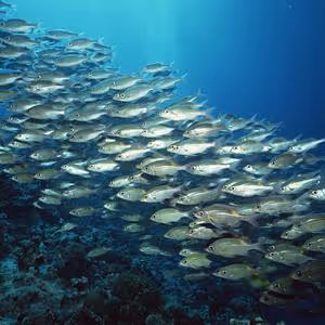 Item #56067094322151766141219103840176317729329324495198266880595846278252318425089 Media