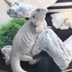 Fantastic fauna