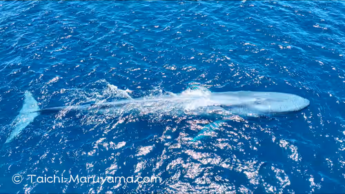 Item #61113597711829508019705348607354266595254896620371709928421355947306984144897 Media