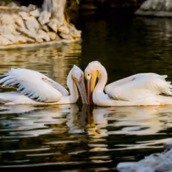 LOVE IN THE WATER