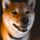 34470142884482375674331152583341387110725961593908059002011227520261106434049