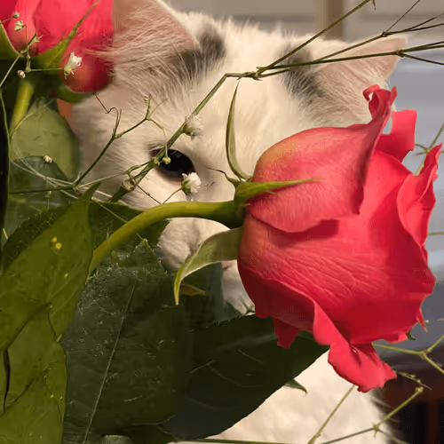 holobackgirl24 Collection