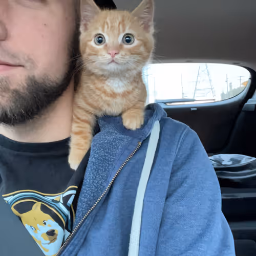Pepitathekitten