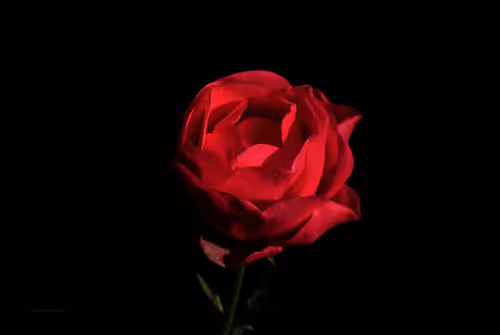 Item #43207901931937523229026562993049456947938366137062832064513938627453807230977 Media