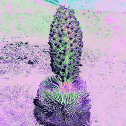 Silversword #7
