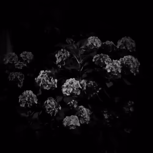 Item #20380569636516060626004001520646901486948118431845625458132693687313950048257 Media