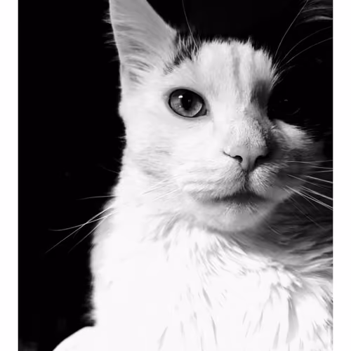 blackandwhite.jpg