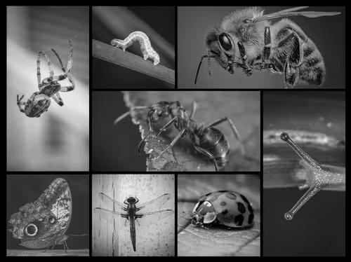 The Darwin Collection