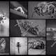 The Darwin Collection