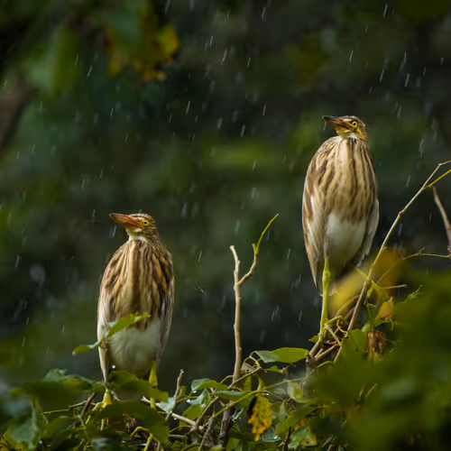 " IN THE SUNNY RAIN " 