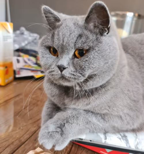 Item #50378249515192140596651097190490243462828899571090436609561503708391726383105 Media