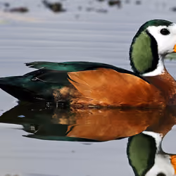 Duck is bik bonobo