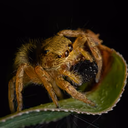 Predator 