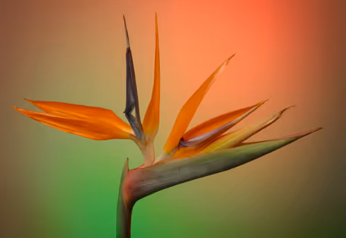 Item #78290859564487950582035157187154512379100989933844946097788898126178946121729 Media