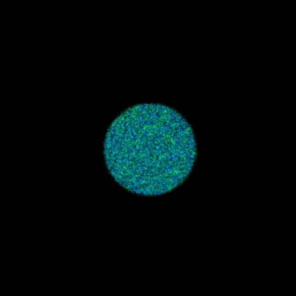 Physarum #217