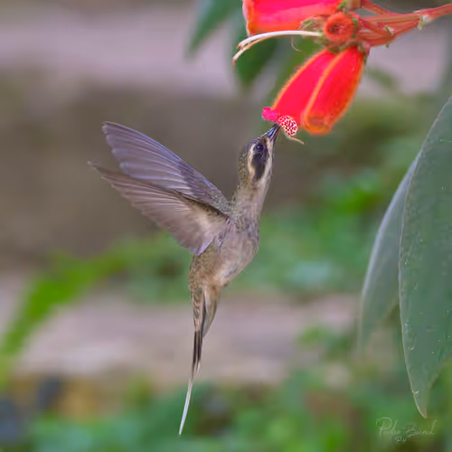 Item #76723362783280478533997952640177478162370392864243199552253501727201074085889 Media