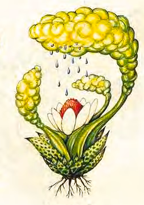 Item #78864796298763862712883292803622526859653475415382773801457426600785738727425 Media