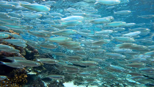 Item #93917210928009552265570427413341546020590352631026157694666951303258341113857 Media