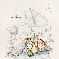 Cats of Kotor 5