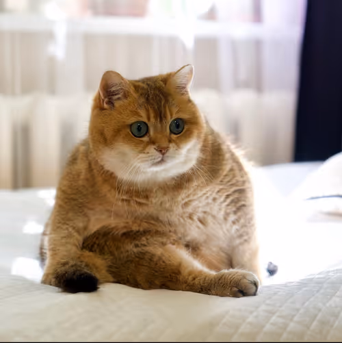 Item #506614017608188570824604822011872825915664813029036437365082897915991556097 Media