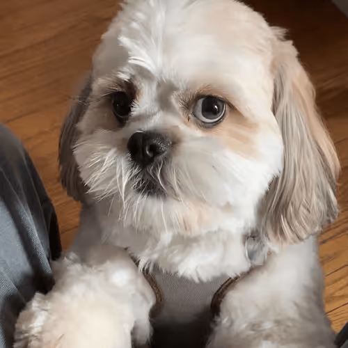 OVERBROOK-PROJECTS Collection