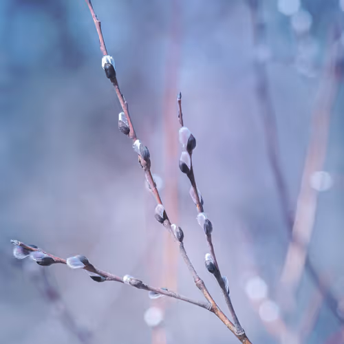 Bokeh-licious Buds
