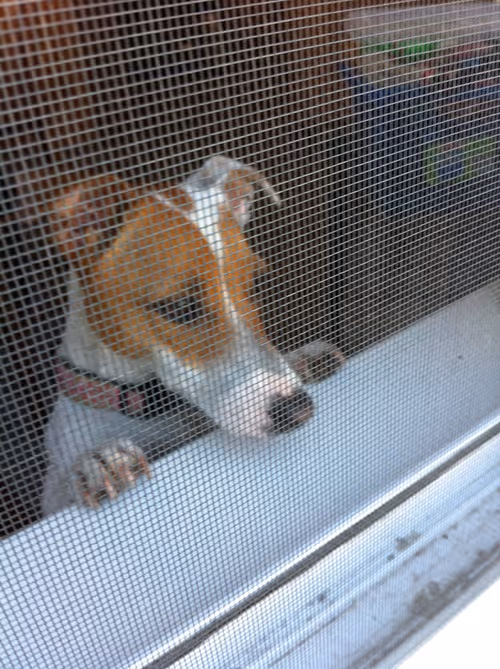 Item #5985210497355107417265215381210579199842884272282595265964883441896772337665 Media