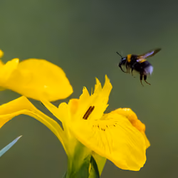 A bee gets ready to land on a buttercup