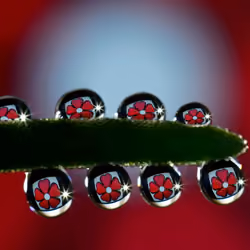 drops and macro 