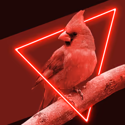 Neon Cardinal