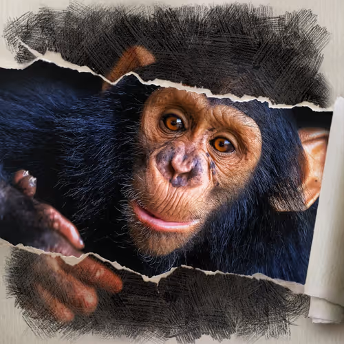 Item #38775667772334495200431258381610230883296000587885911426312875876979144916993 Media