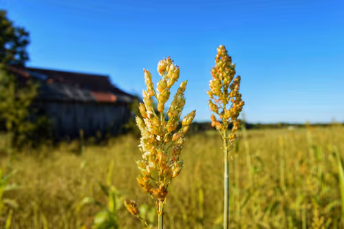 Item #41003151928393292369567597254607550815356584205978628665968184408910105411585 Media