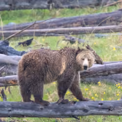 Balance #28 Grizzly Bear