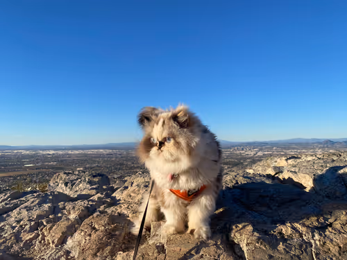 Item #88063557034118437660925886446302507819426649905583175627315428974002536710145 Media