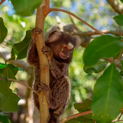 Little monkey