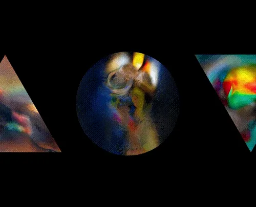 2021 Museum Of Wild And Newfangled Art Biennial