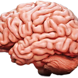 big brain connection #00001