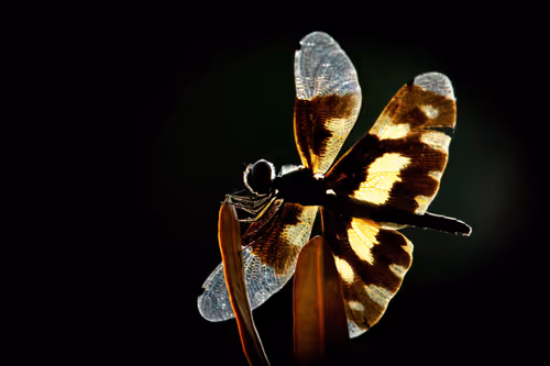 Item #13181082578165223346608165884309130556268622347222315599314809660441494552577 Media