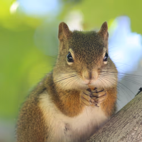 38481606461596270765104950104542530936797544712722319068656221945905325015041