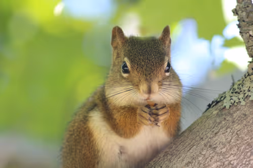 Item #38481606461596270765104950104542530936797544712722319068656221945905325015041 Media