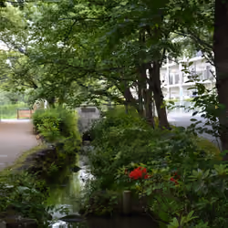 A Small Stream With Plants #1