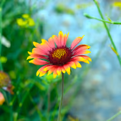 Red and yellow