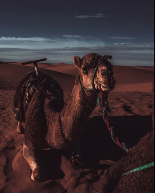 Item #110679821879956459059410401547948876162253027672967934806090803005281240350721 Media