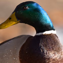 Mallard by Molly Fox