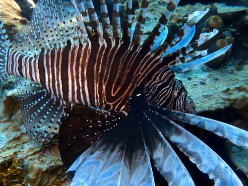 Item #80965803268169370603932631570667161375508893671094224909166964212874342301697 Media