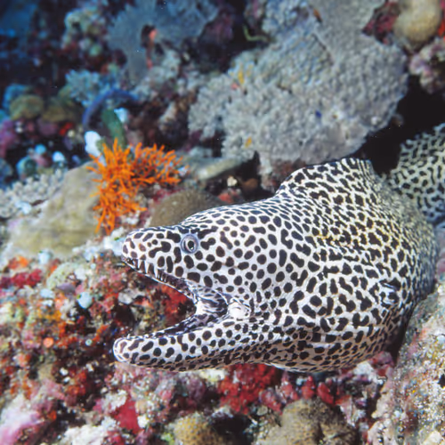 Truth_Of_Tomato Collection