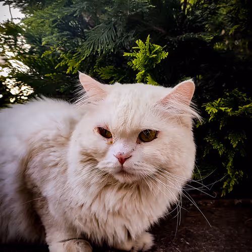 silent hunter 
