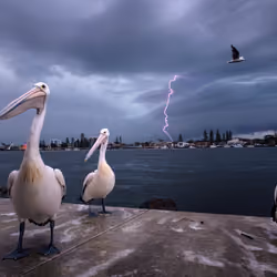 The Pelicans: 3 of 3