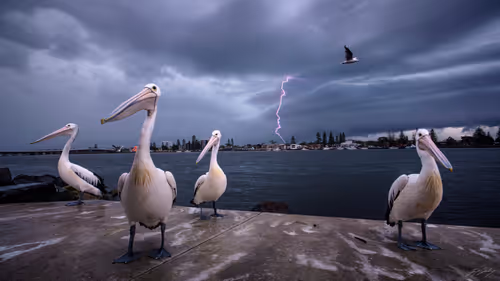 Item #5616953568499340907775711825497604278044637464082209410752742944014042398721 Media